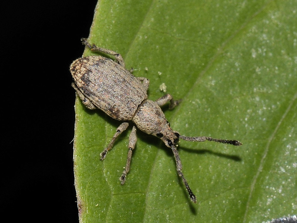 Curculionidae:  Simo hirticornis